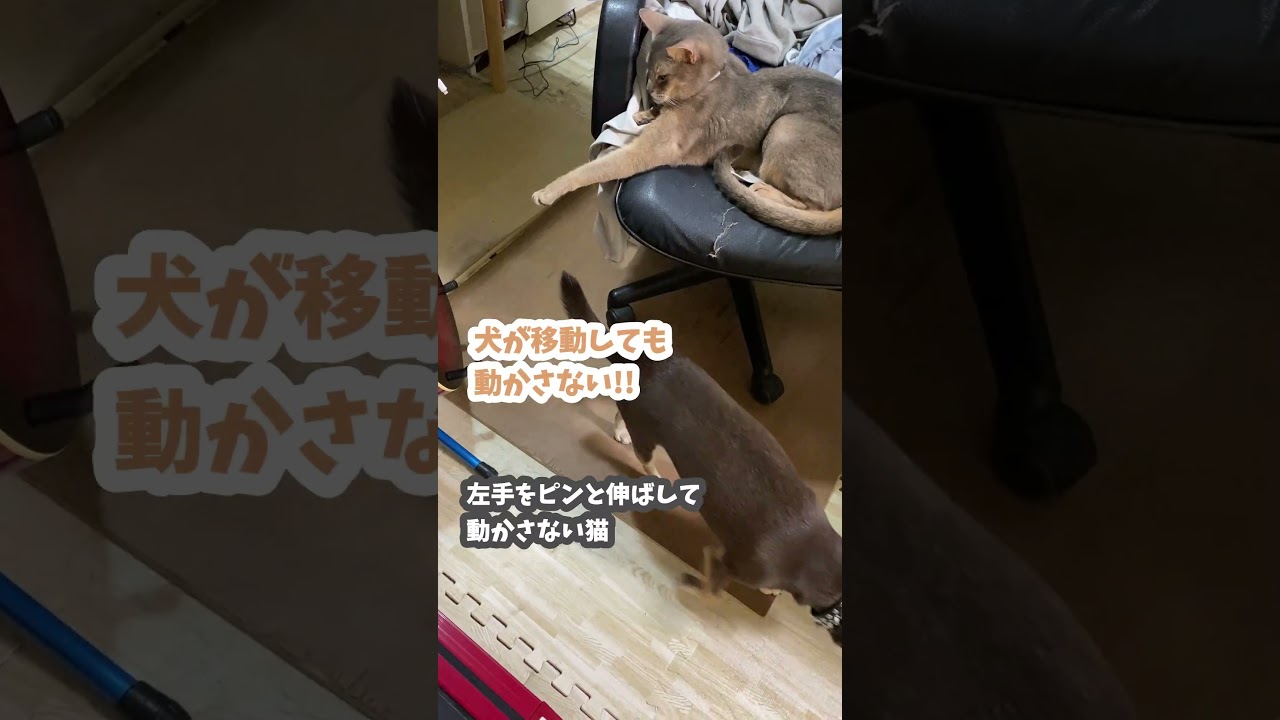 (アビ&チワワ) 左手をピンと伸ばして動かさない猫 #shorts