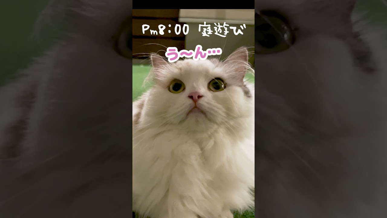 最近の猫達のルーティンがこちら #Shorts