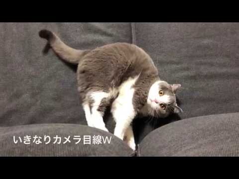 2018/05/16　セルカークレックスの梅子vol.310