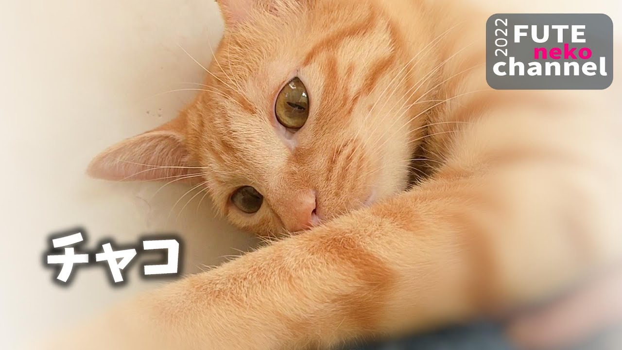 チャコ卒業【保護子猫】