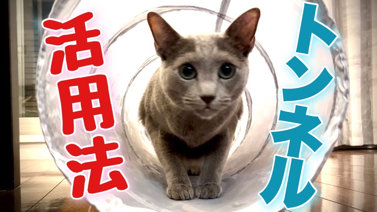 ロシアンブルー | 猫も再挑戦できる社会に ~ベランダ菜園の不作 [Russian Blue cat Kotetsu] A society where cats can try again