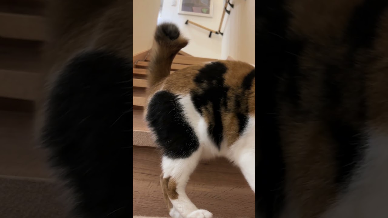 親方ァ！階段の上から女の子 (猫) が降ってきました！ #shorts  #trnb #猫