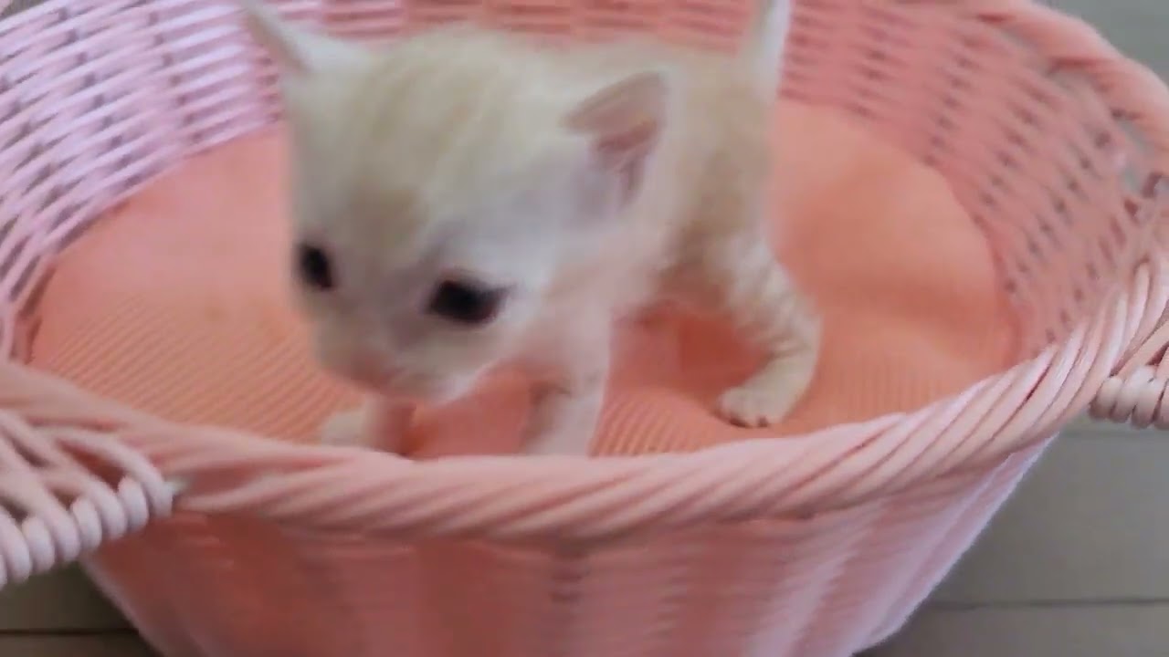 ミックス ベンガル×スコティッシュフォールドのミックス猫 ブラウンスポテットタビーのとても可愛い男の子です♡