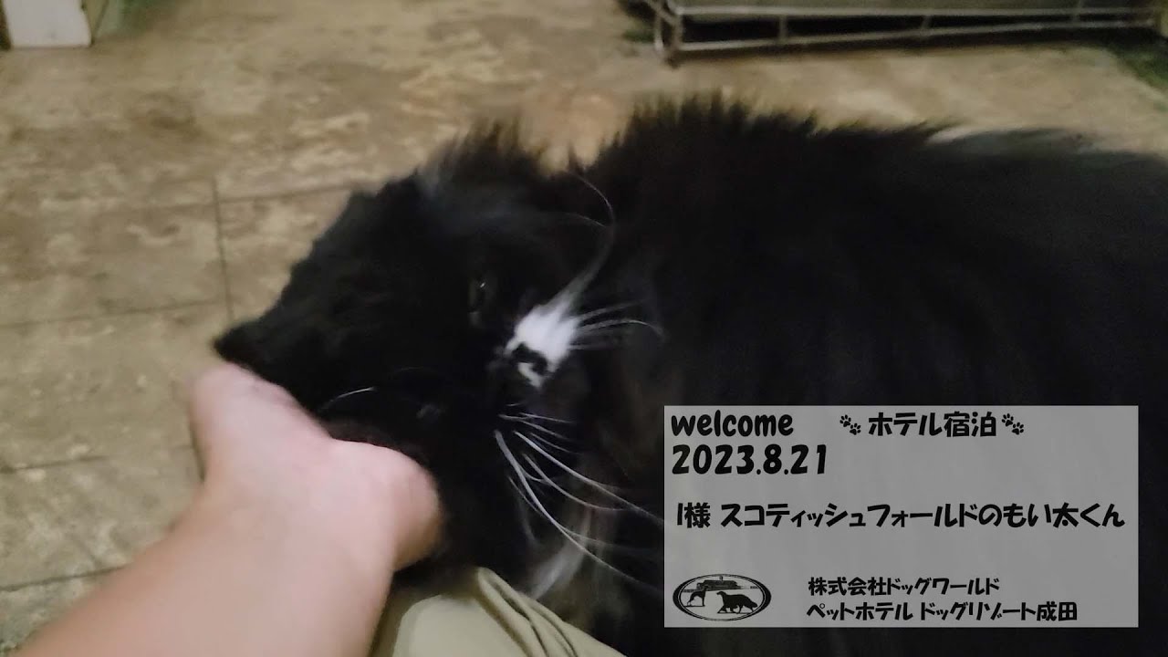 ペットホテル宿泊 I様スコティッシュフォールドのもい太くん8/21