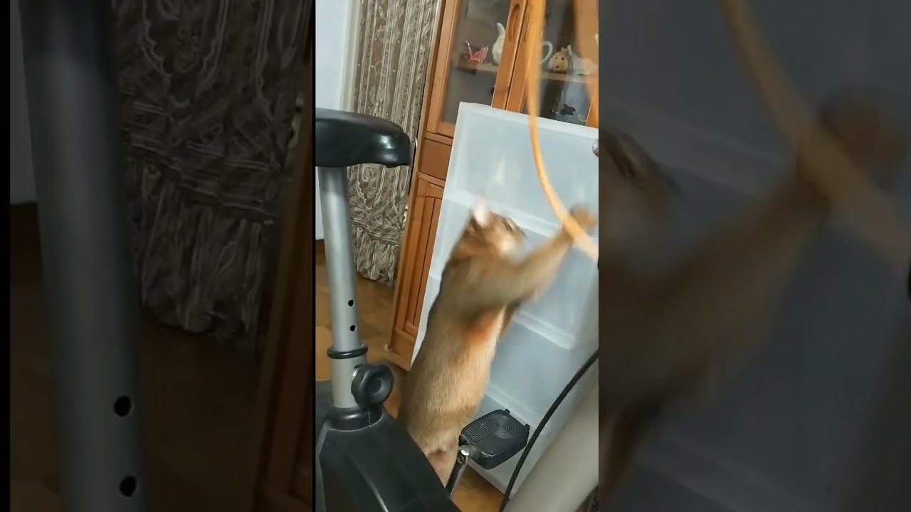 ネコ動画あび#1962　#shorts　あびの毎日　アビシニアン　あび