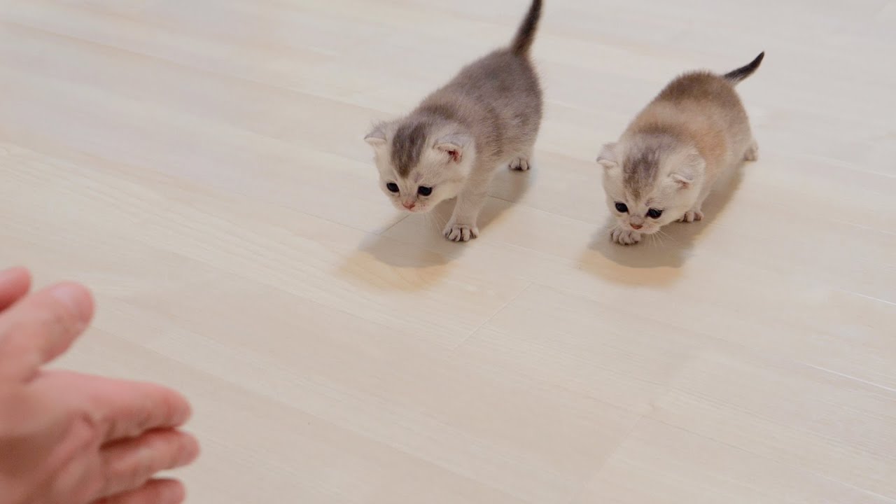A kitten that comes over and over again when the owner calls.