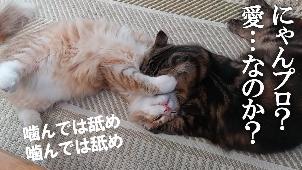 男子同士のにゃんプロ……噛んだり舐めたり愛なのか！？　サイベリアンとノルウェージャン子猫