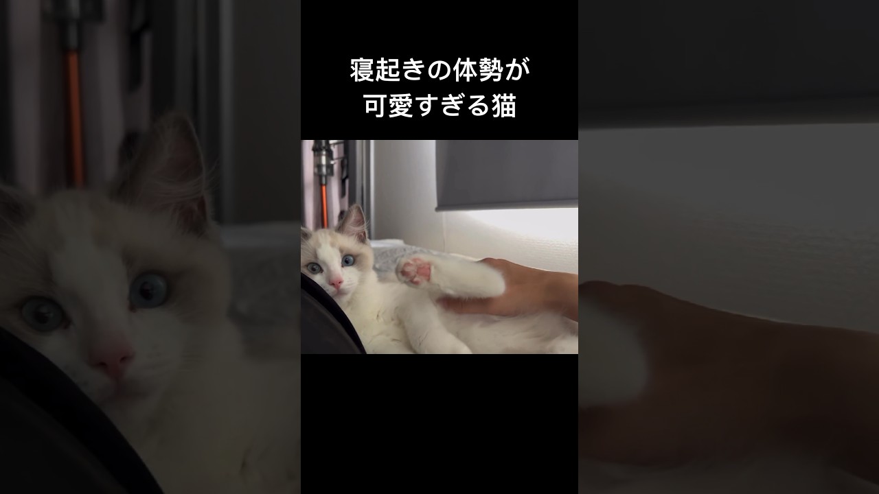 起きたら必ずゼロ距離で甘えているラグドール子猫 #cat #猫 #ラグドール #子猫 #ねこ #ねこのいる生活