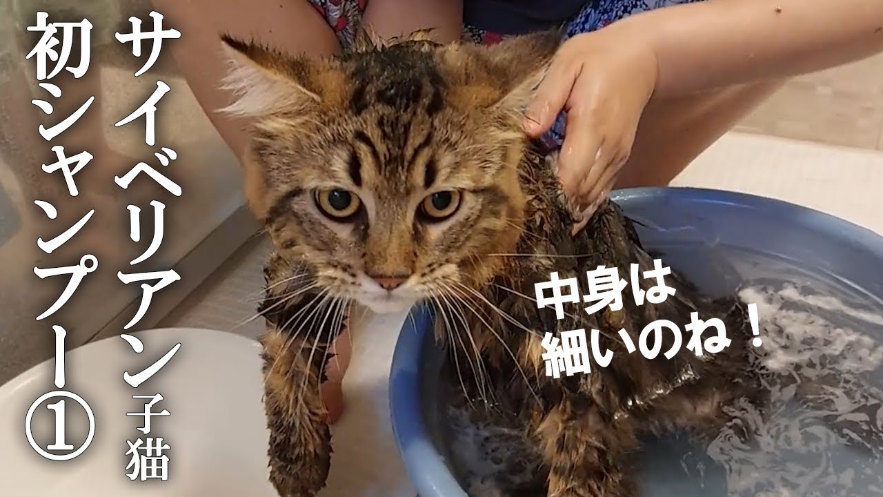 【前編】サイベリアン子猫を初めてシャンプー！飼い主も初体験①　衝撃…こんなに体が細かったの！？