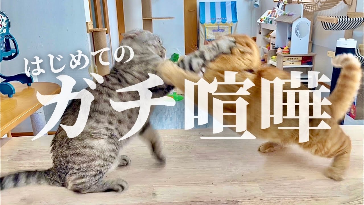 茶々とポッポのはじめてのガチ喧嘩がすごかった！ #猫 #マンチカン