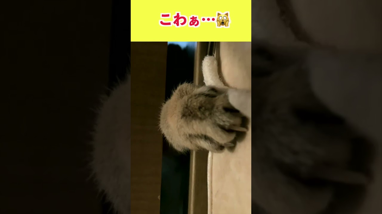 【閲覧注意？】狭い隙間から手が・・・【シンガプーラ】 #shorts