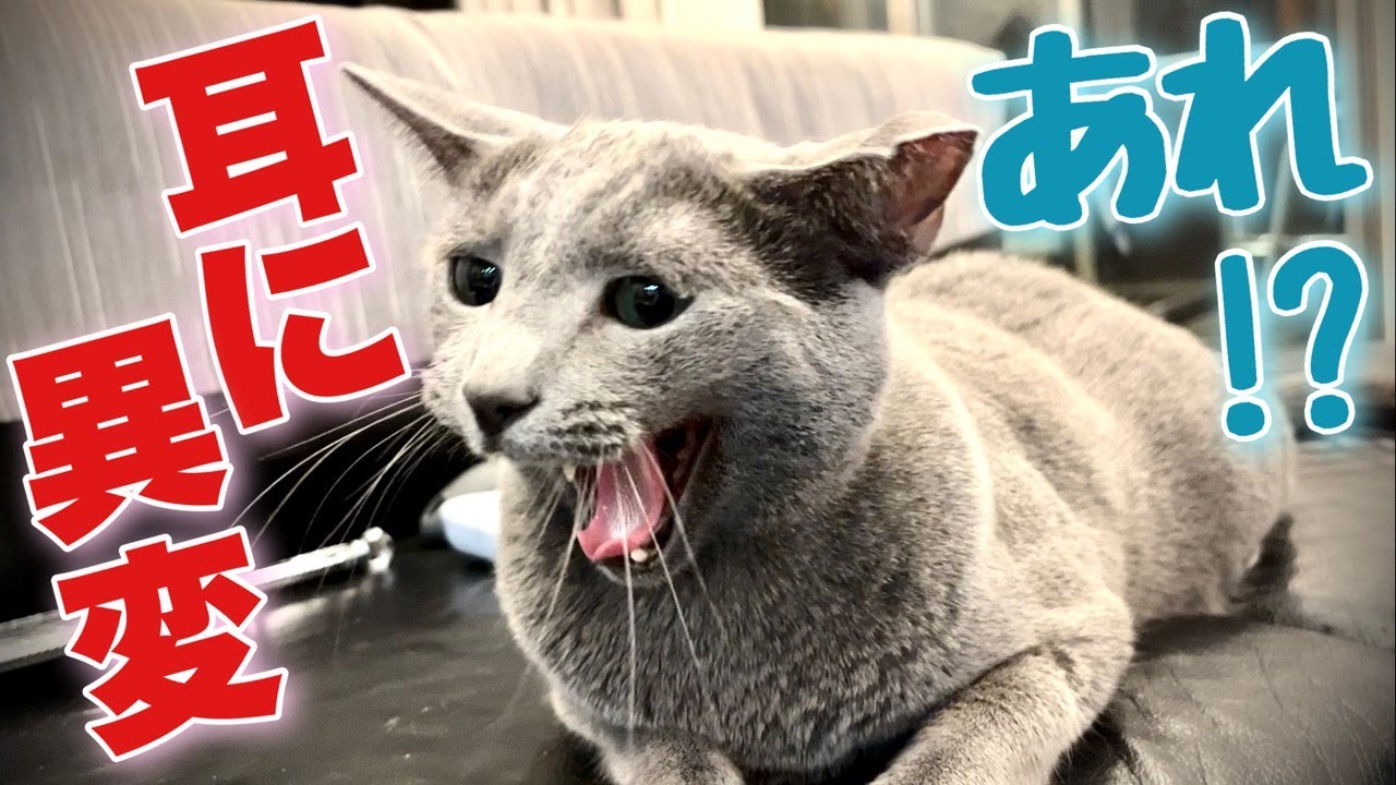 ロシアンブルー | 猫にも稀に起こる耳血腫とは？ [Russian Blue cat Kotetsu] What is a rare ear hematoma in cats?