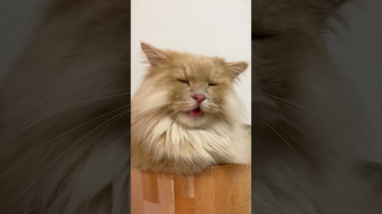 くしゃみが出そうで出ない猫【サイベリアン】 #shorts
