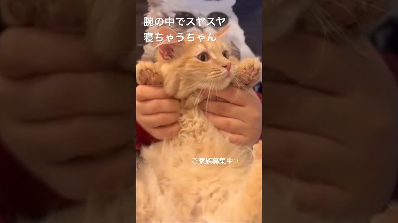 腕の中で寝ちゃう穏やかすぎるサイベリアンご家族募集中 #子猫 #子猫ブリーダー #サイベリアン