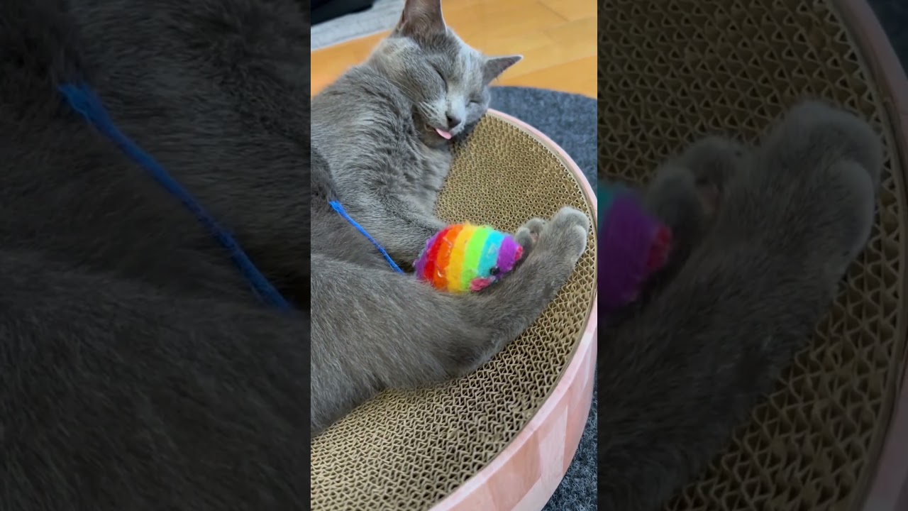 「何か」出てますよ？？（ロシアンブルー）#shorts