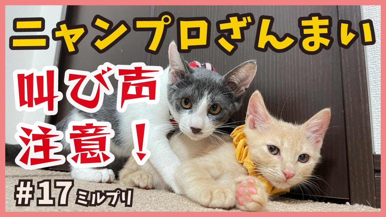 【保護 猫】閲覧注意？保護した子猫の激しいニャンプロ三昧…【アイドル猫・ミルプリ17】/ cute kittens are idols