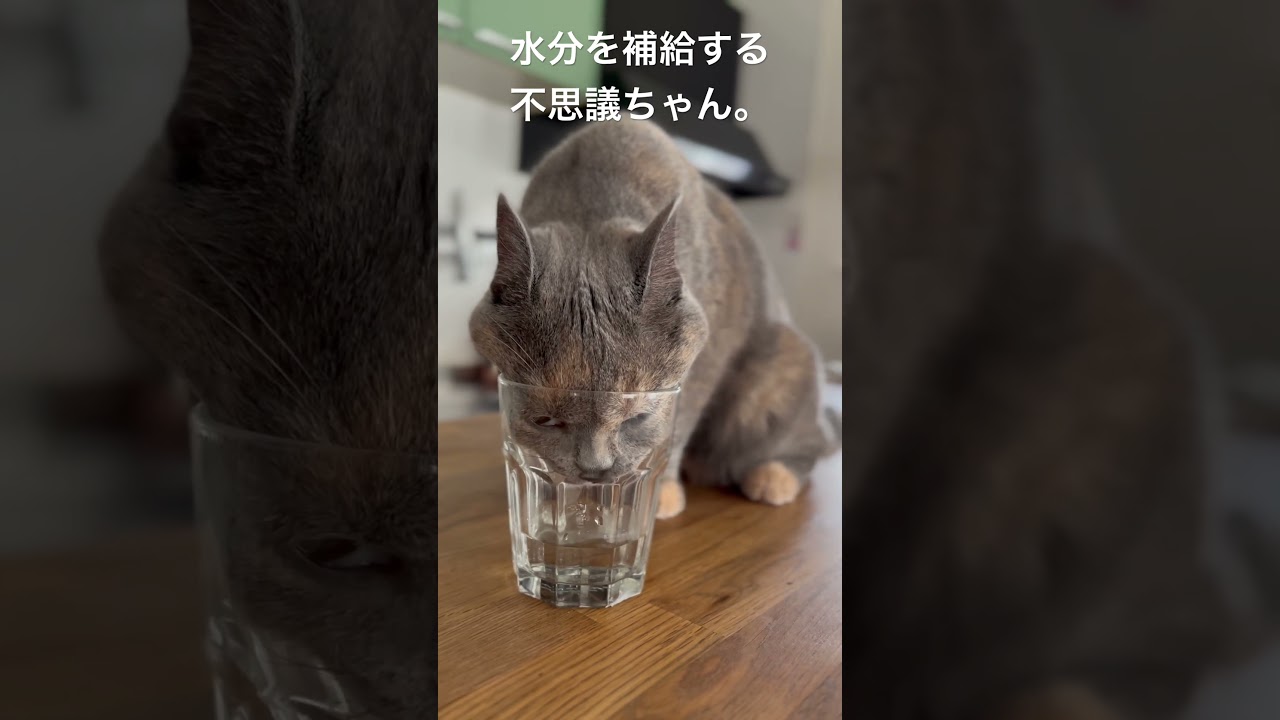 こだわりが強い不思議ちゃん #britishshorthair #cat #gatos #ブリティッシュショートヘアー #猫 #ブリのうずめ #cute #funny #かわいい