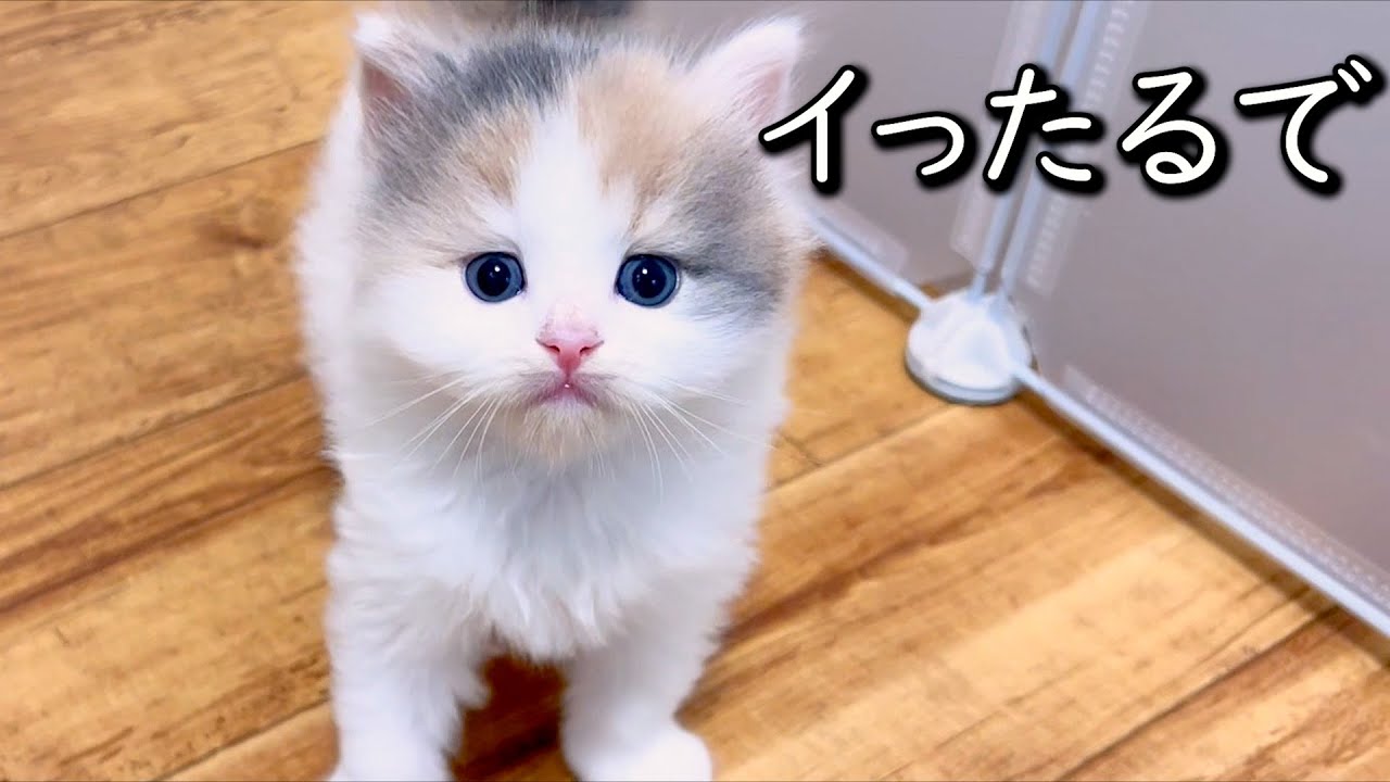 【マンチカンの子猫】イキリまくっているデミちゃんの将来が心配な件 ∼猫のいる生活Vol.784~ 出産動画 マンチカン短足・ミヌエット・ペルシャ猫専門ブリーダー『ペット蔵人』【子猫の成長記録】
