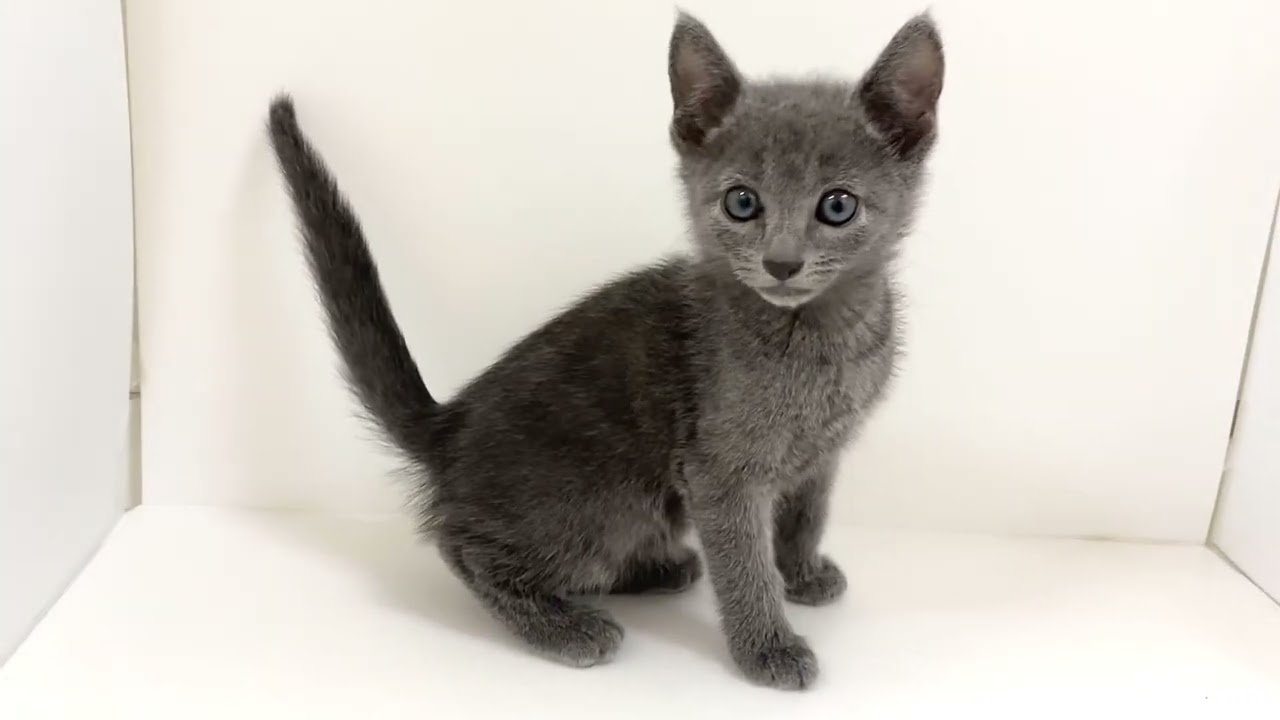 【 ロシアンブルー 】かっこいいロシアンブルーをお探しの方必見！新入生！