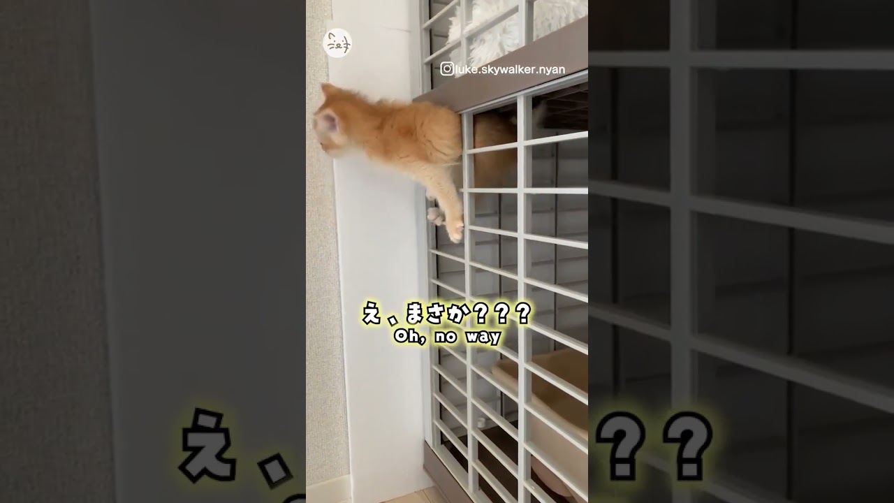 猫ちゃんをお迎えした日のまさかの出来事…🐈ブリティッシュショートヘア子猫「ルーク」 #猫王国 #ブリティッシュショートヘア #catlife