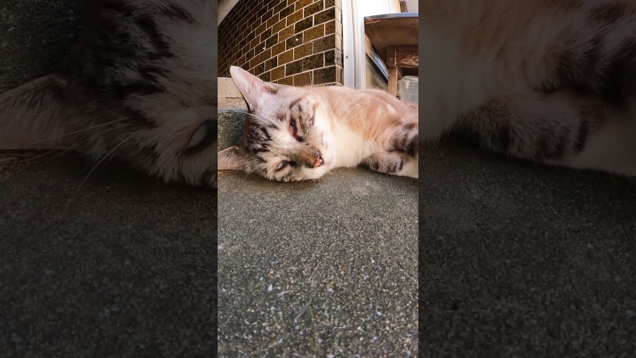 目が回りそうな渦巻き模様をもつシャム猫ちゃん