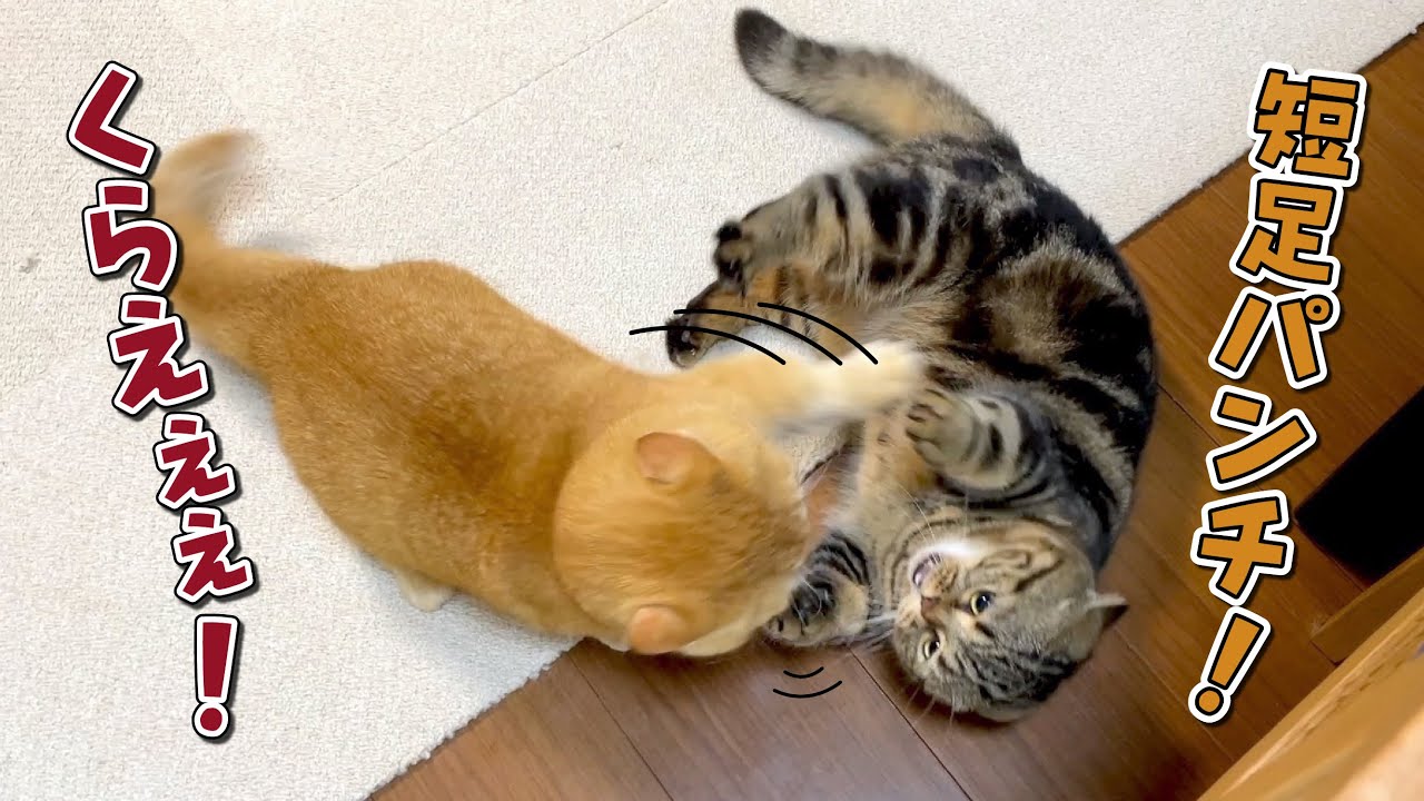 短足バトル勃発！両者一歩も譲らない長期戦の結末は…！？