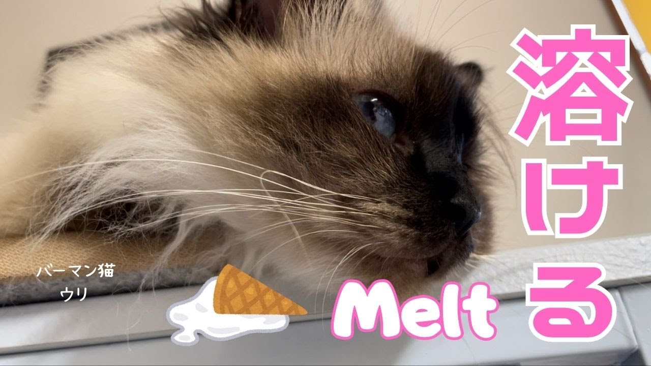 バーマン猫ウリ【溶ける】Melt（バーマン猫）Birman/Cat