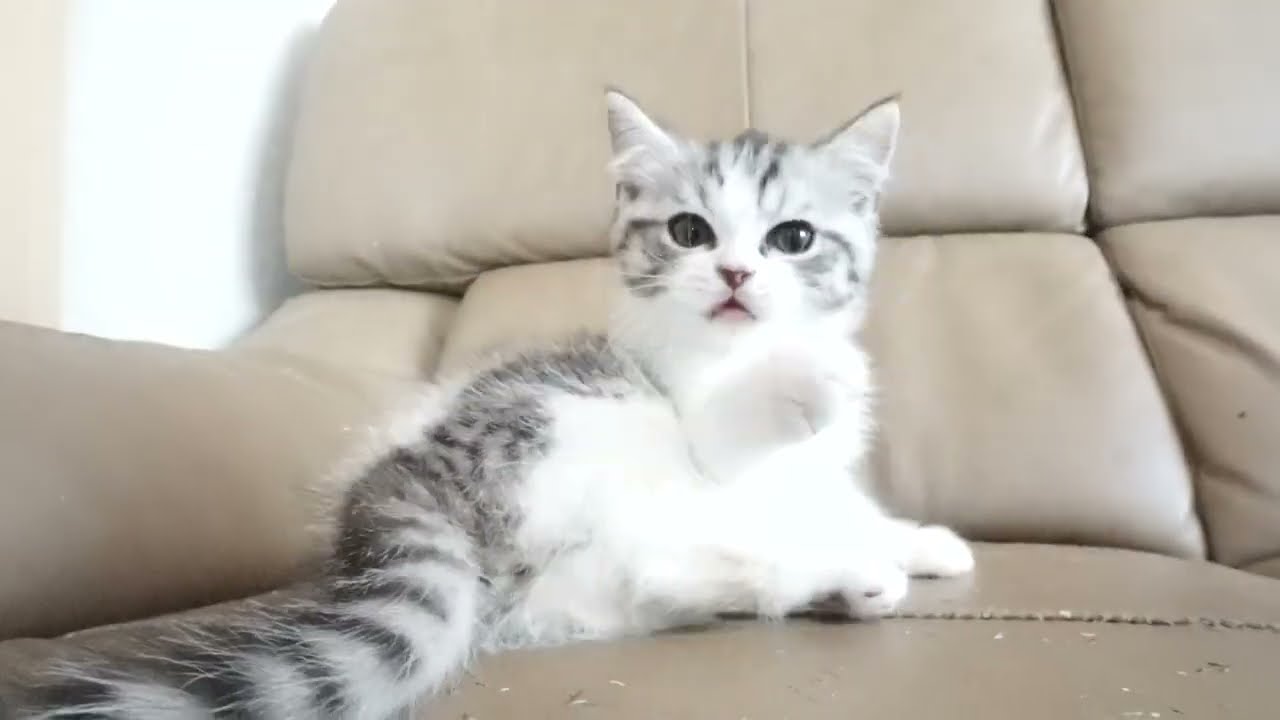 セルカークレックス子猫　2023.6.18産まれ 　ブラックタビー&ホワイト　　男の子　シーダキャット猫のお店