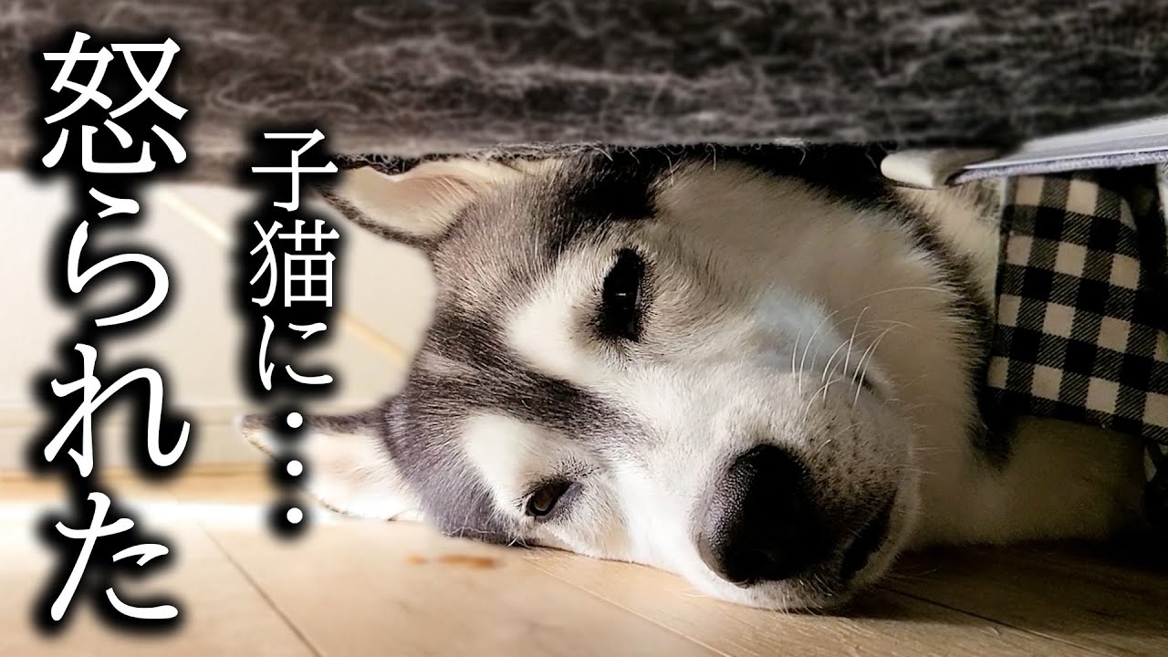 猫のご飯をこっそり食べちゃって怒られた犬がこうなっちゃいました