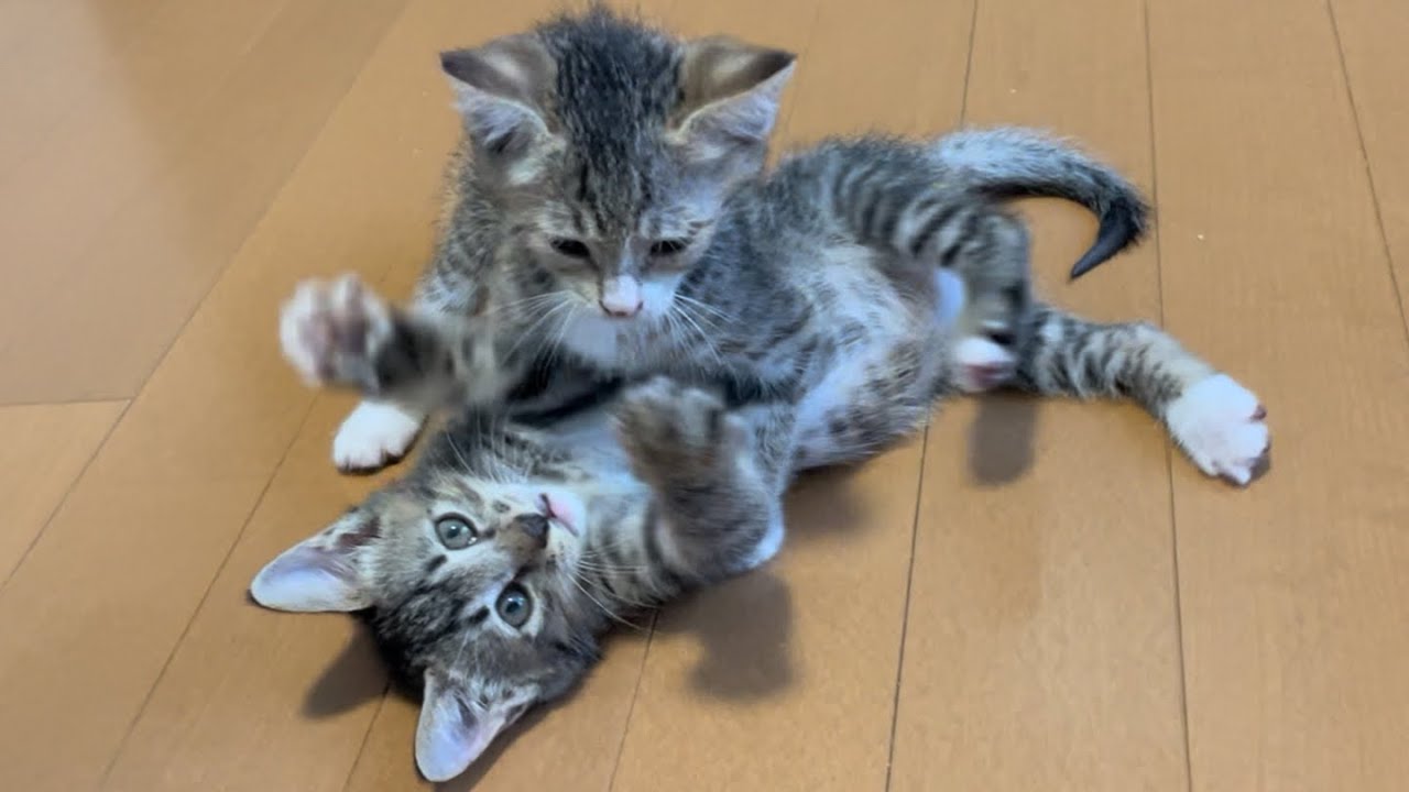 じゃれ合い中もすぐに人間に甘えてくる子猫