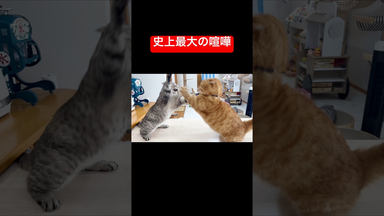 マンチカンの茶々くんが生まれて初めて本気で喧嘩した... #猫 #マンチカン #shorts