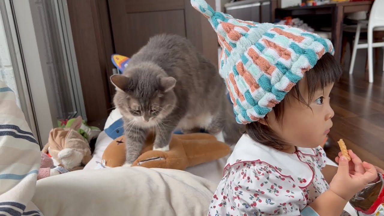 赤ちゃんから嫉妬される猫　ラガマフィンA cat competing for space with a baby. Ragamuffin