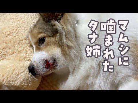 元気がないタナ姉を励ます子猫と先住犬むぎ爺が優しさに溢れてました🥹
