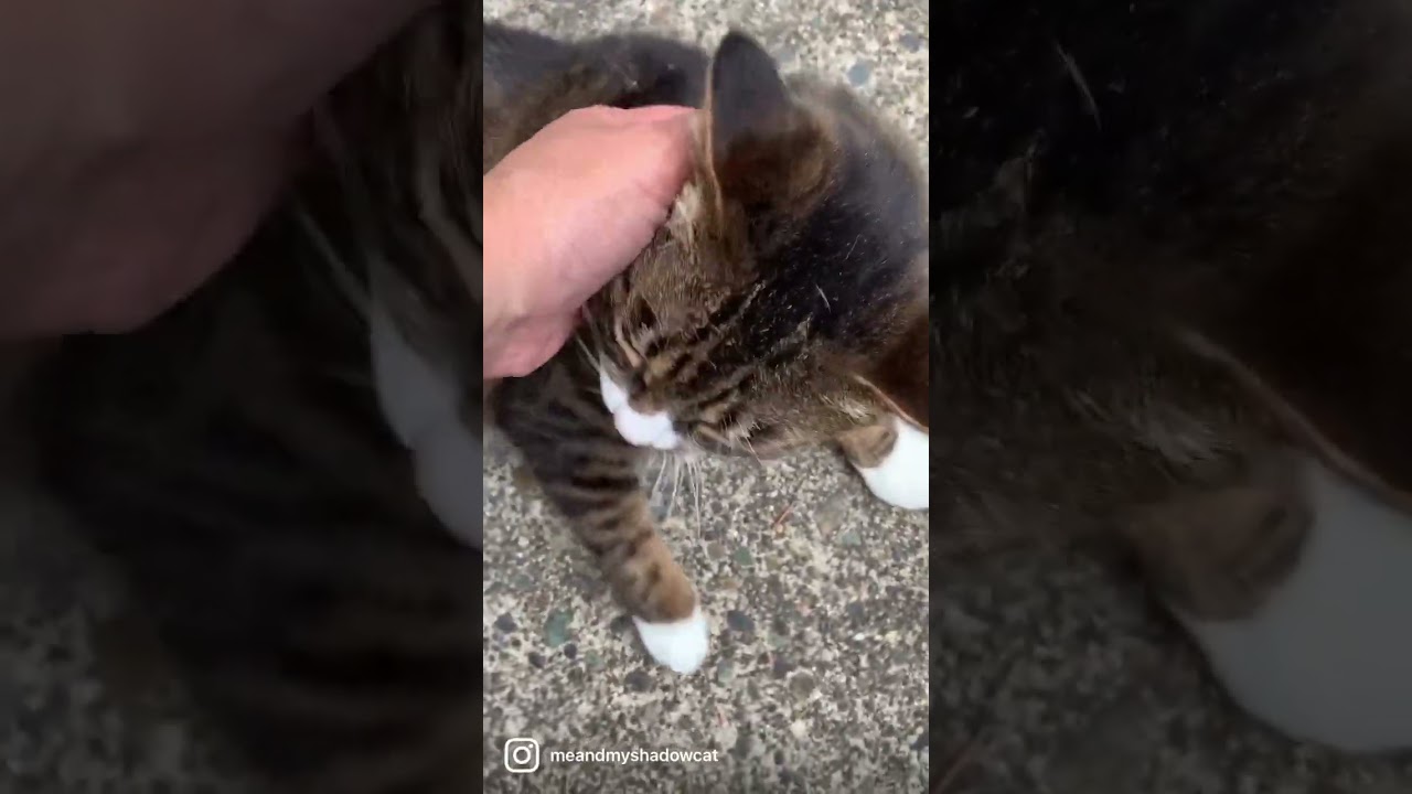 Manx chirps and purrs.