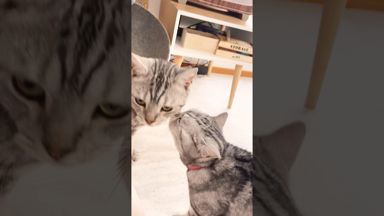まさかの新展開！？ #shorts #猫 #アメリカンショートヘア