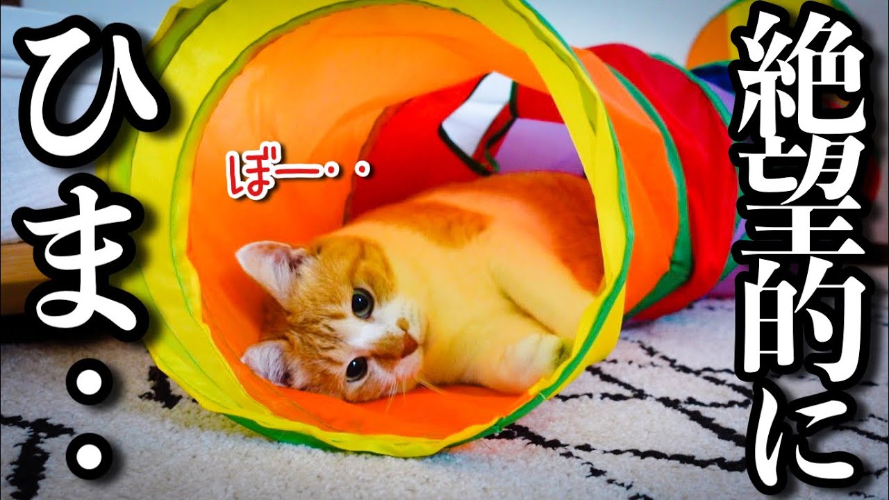 せっかくのお盆休みなのに雨で退屈すぎる猫