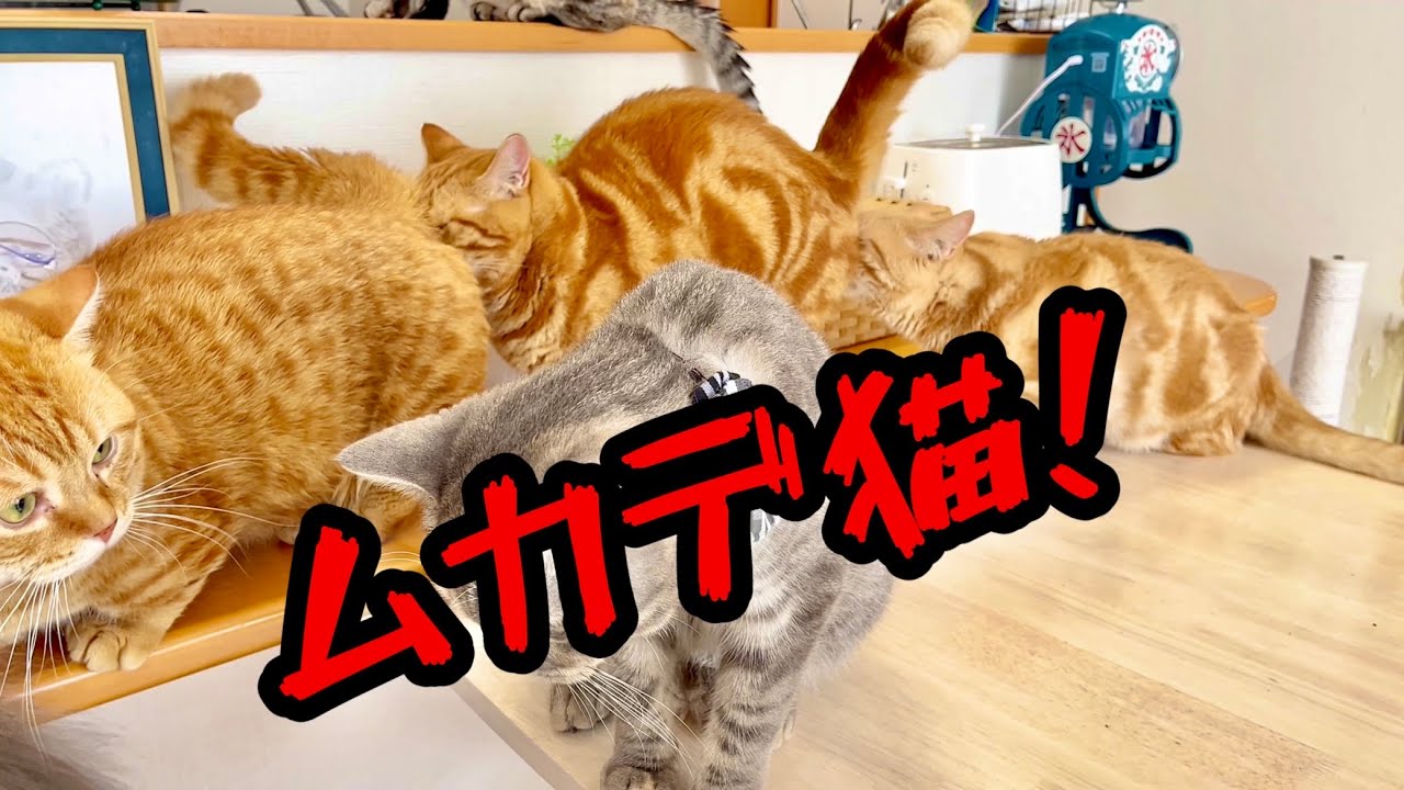 ぽちゃくん、ちゃびくん、ちゃーぼーでムカデ猫になってた！ #猫 #マンチカン