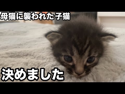 母猫に子猫が襲われた次の日・・・決めました