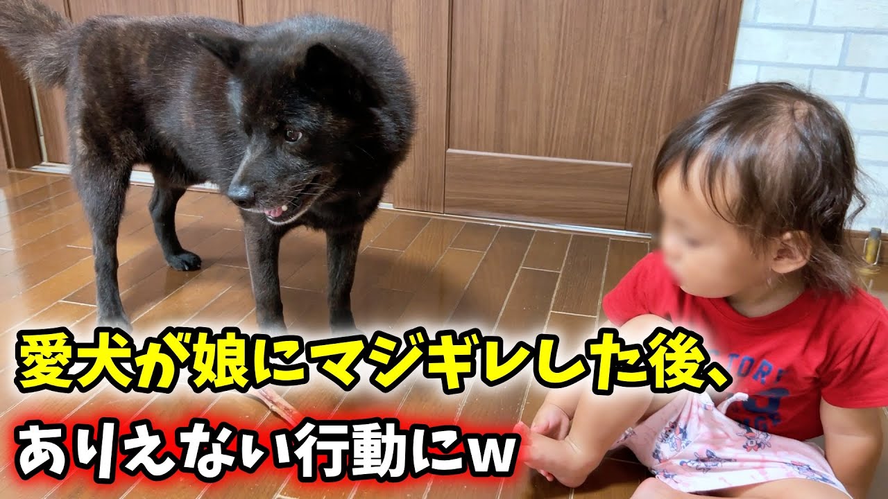 甲斐犬一休が娘にマジギレした後、信じられない行動にw