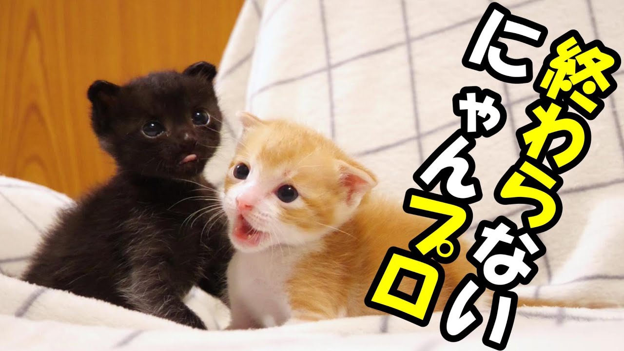 真夜中に始める子猫たちのにゃんプロ【赤ちゃん猫　保護猫】