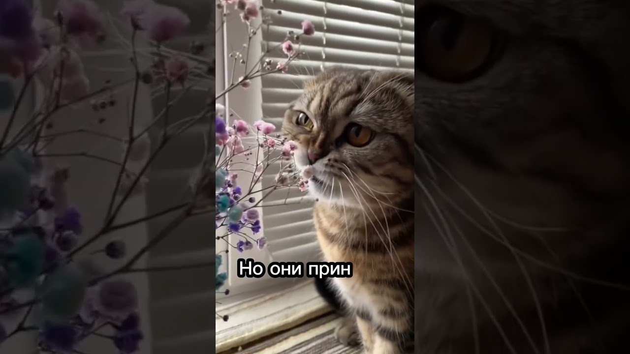 Чем опасны антицарапки для кошек?🤔😥 #cat #catsfacts