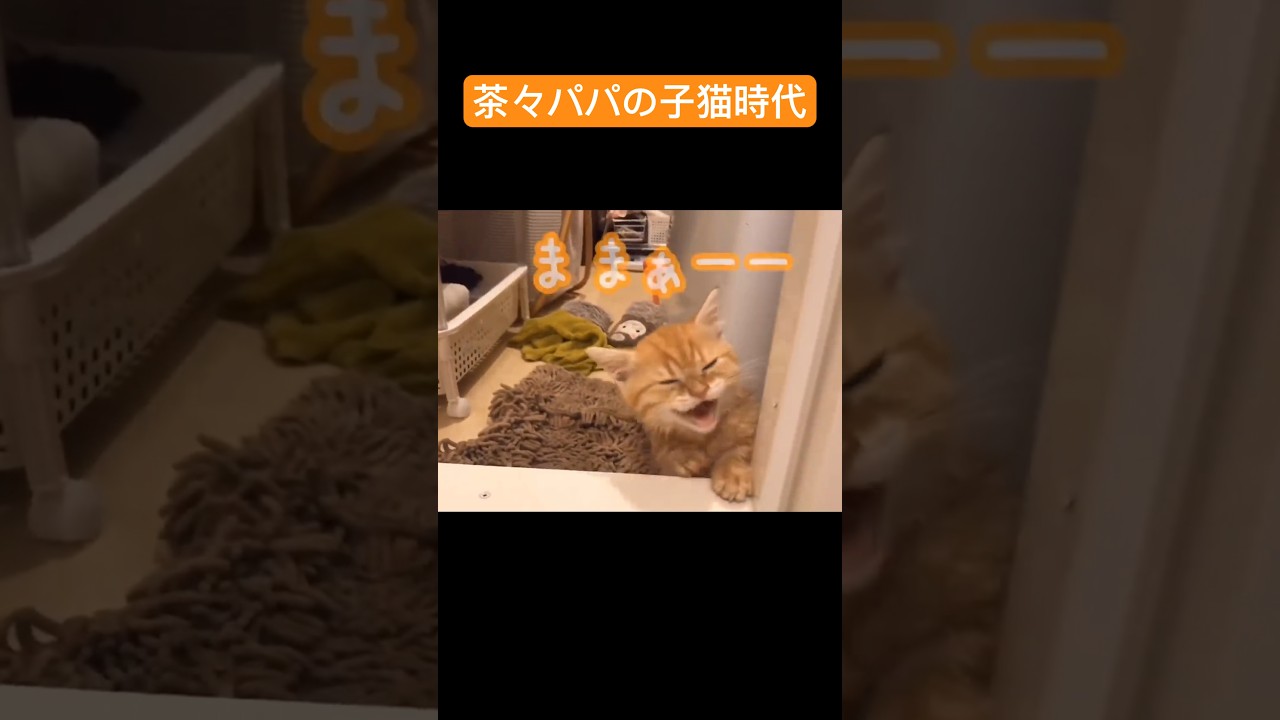 ぼくが茶々だよ！ #猫 #マンチカン #shorts