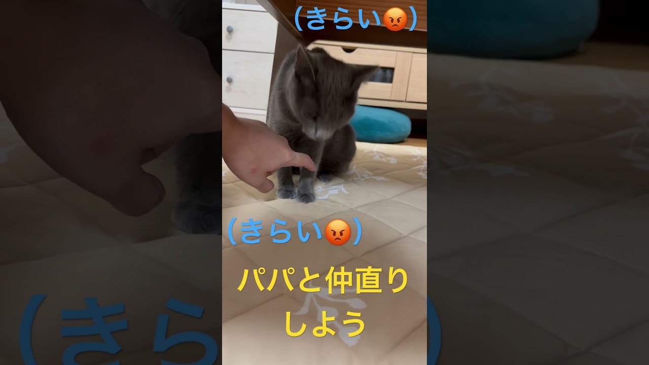 そらちゃんと仲直り出来ないパパ（ロシアンブルー）#shorts