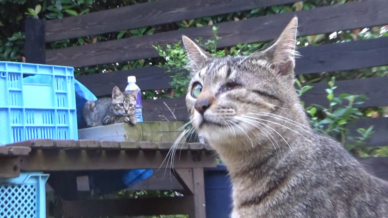 喧嘩から子猫を守ろうとするお兄ちゃん猫
