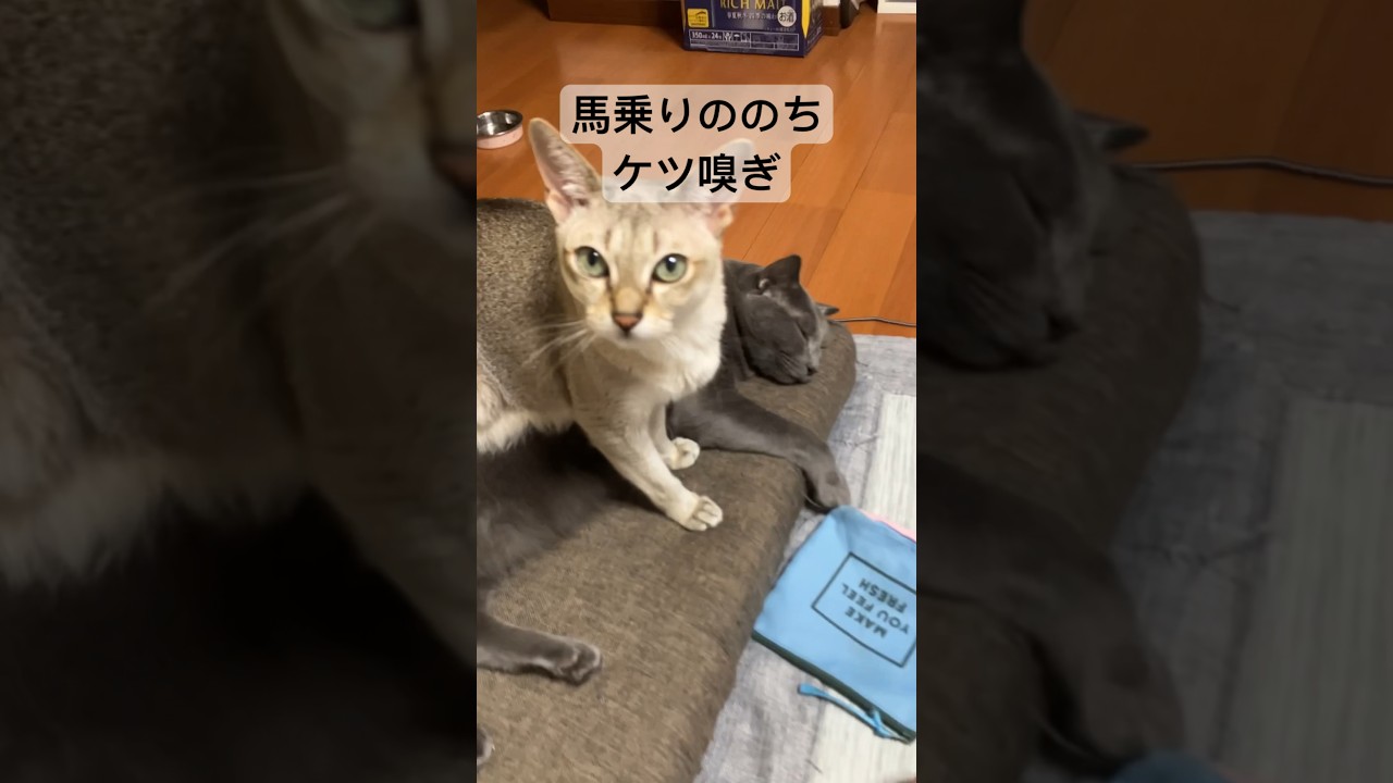 相方の上に乗った後ケツの臭いを嗅ぎに行く謎行動のシンガプーラと全く無反応のロシアンブルー