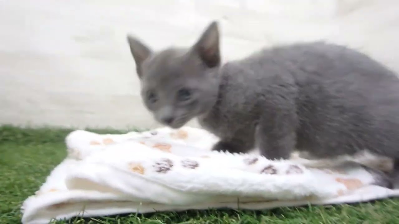 Coo&RIKU　No00643336 ロシアンブルー