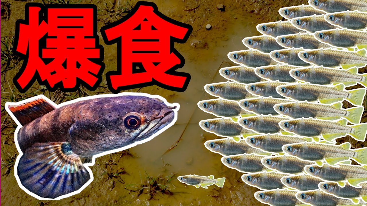 【閲覧注意】肉食魚水槽にメダカを入れてみると衝撃の結果に、、