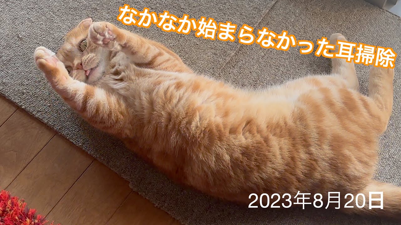 拗ねちゃったすずに付き合ってみた耳掃除🤣スコティッシュフォールド「すず」：2023.08.20  #耳掃除 #スコティッシュフォールド #猫