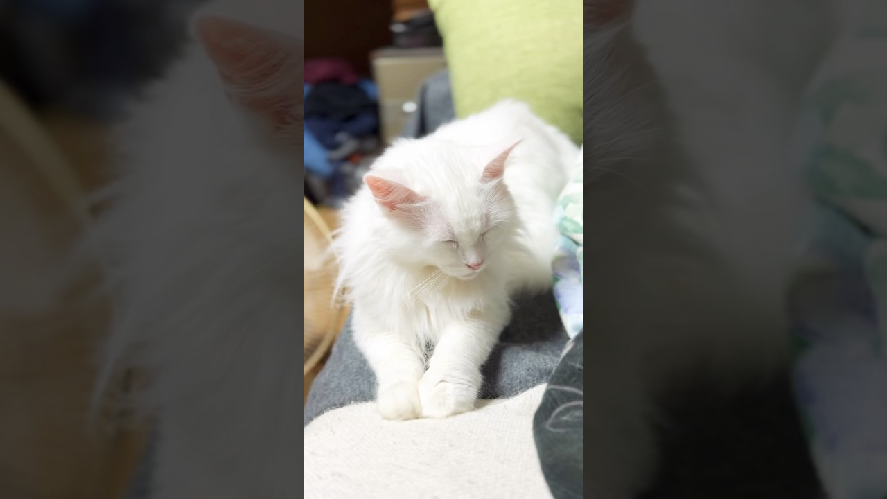 ガクブルな猫