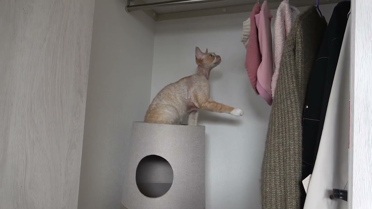 デボンレックス猫は洋服に興味津々です(Devon Rex cat interested in his clothes)